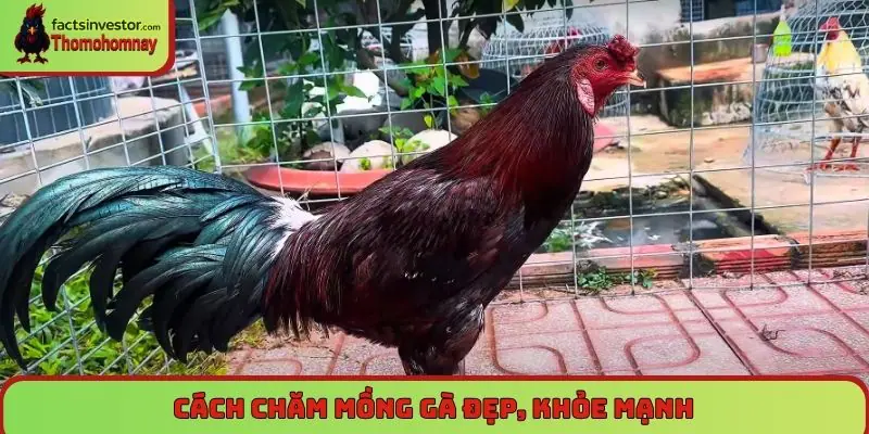 Lai mồng gà chọi - cách tạo ra chiến kê độc đáo, mạnh mẽ 6 Cách chăm mồng gà đẹp, khỏe mạnh