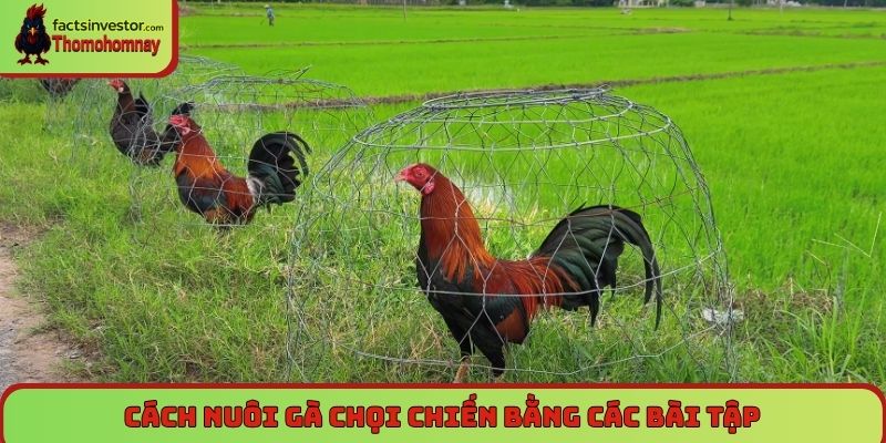 Cách nuôi gà chọi chiến bằng các bài tập
