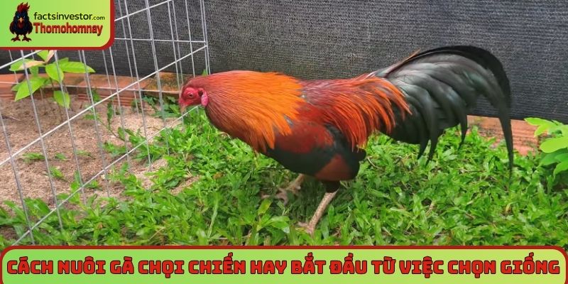 Cách nuôi gà chọi chiến hay bắt đầu từ việc chọn giống
