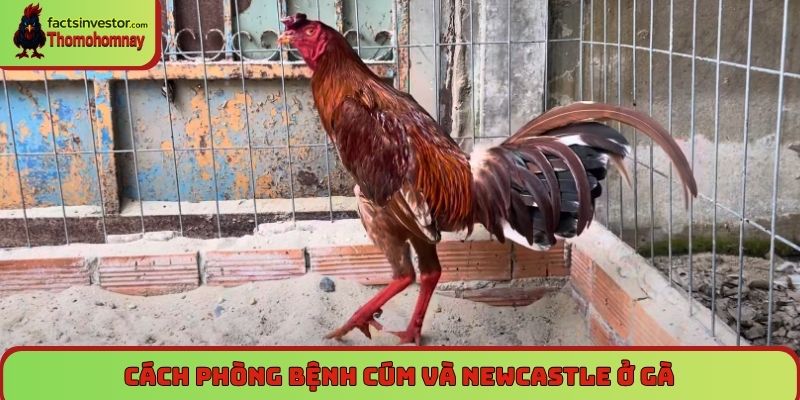 Nuôi gà đá không bị bệnh sư kê nào cũng cần nắm rõ 7 Cách phòng bệnh cúm và newcastle ở gà