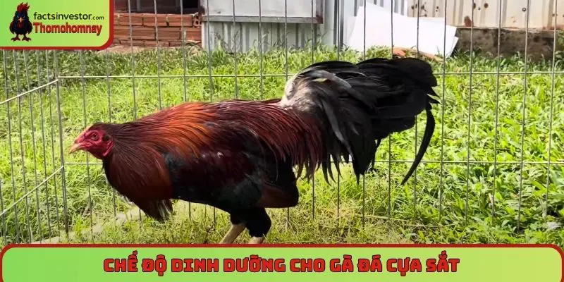 Chế độ dinh dưỡng cho gà đá cựa sắt