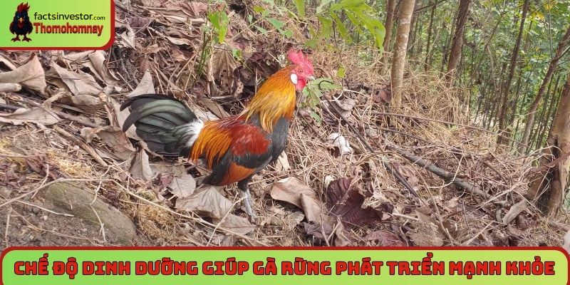 Nuôi gà rừng - Bí quyết thành công cho người mới bắt đầu 7 Chế độ dinh dưỡng đa dạng giúp gà rừng phát triển mạnh khỏe