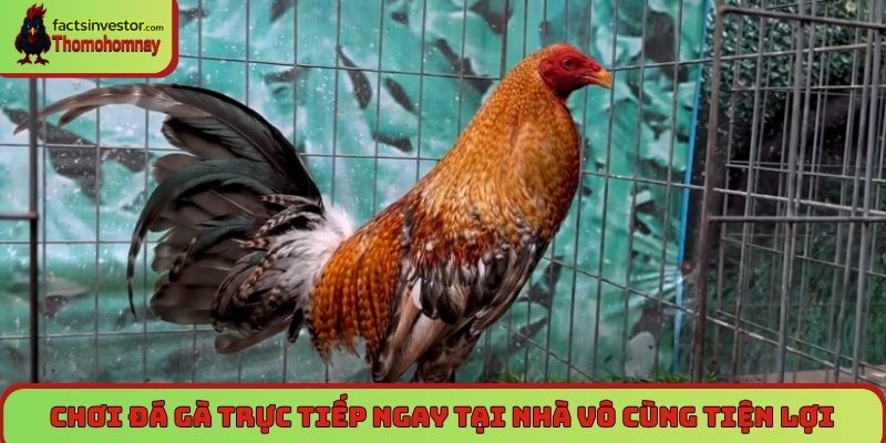Đá gà Thomo - Đỉnh cao của cuộc so gà đẳng cấp, uy vũ 7 Chơi đá gà trực tiếp ngay tại nhà vô cùng tiện lợi