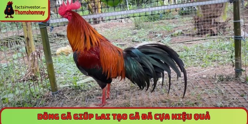 Lai tạo gà đá cựa - Nghệ thuật chơi gà chân chính 7 Dòng gà giúp lai tạo gà đá cựa hiệu quả