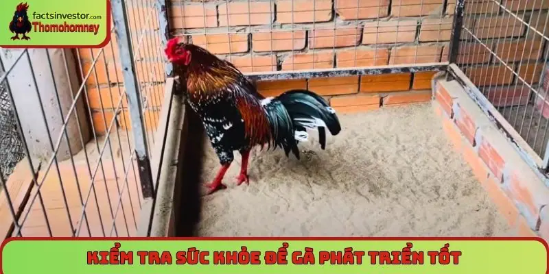 Kiểm tra sức khỏe để gà phát triển tốt