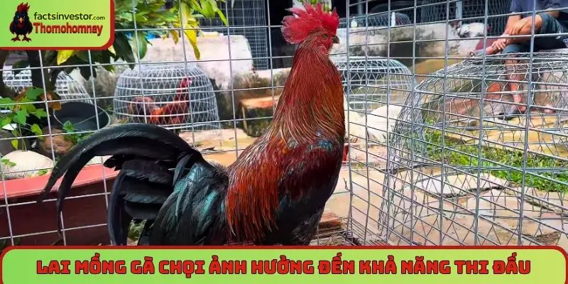 Lai mồng gà chọi - cách tạo ra chiến kê độc đáo, mạnh mẽ 7 Lai mồng gà chọi không phù hợp ảnh hưởng đến khả năng thi đấu