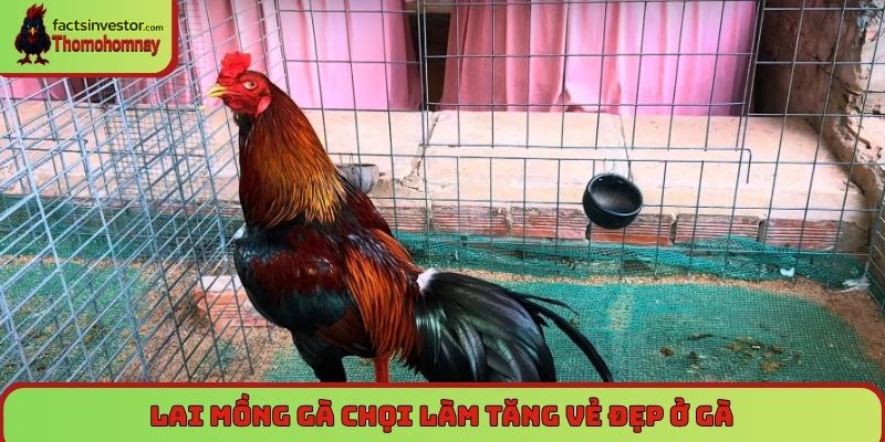 Lai mồng gà chọi làm tăng vẻ đẹp ở gà
