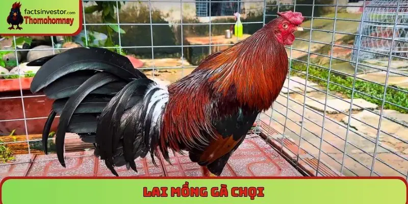 Lai mồng gà chọi - cách tạo ra chiến kê độc đáo, mạnh mẽ 4 Lai mồng gà chọi