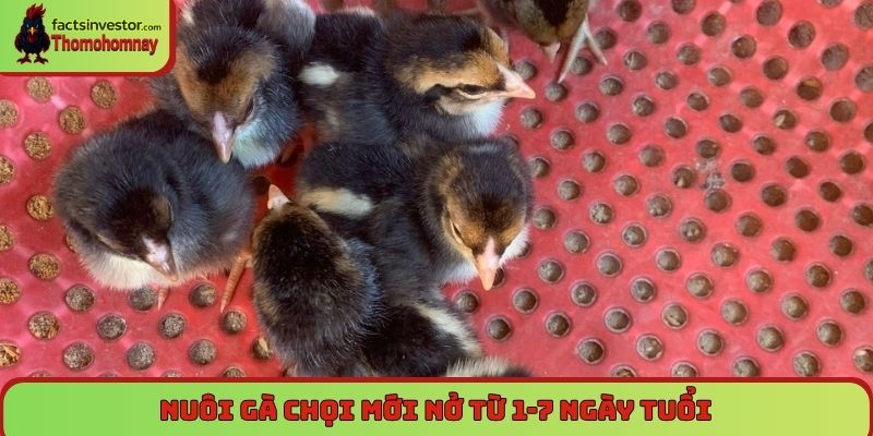 Nuôi gà chọi mới nở từ 1-7 ngày tuổi