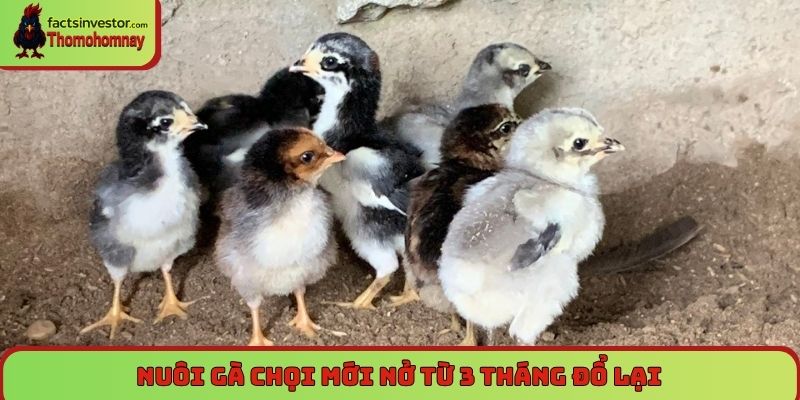 Nuôi gà chọi mới nở từ 3 tháng đổ lại
