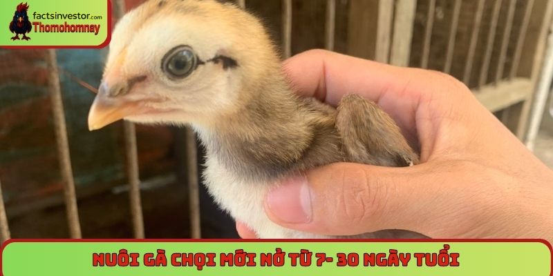 Nuôi gà chọi mới nở từ 7- 30 ngày tuổi
