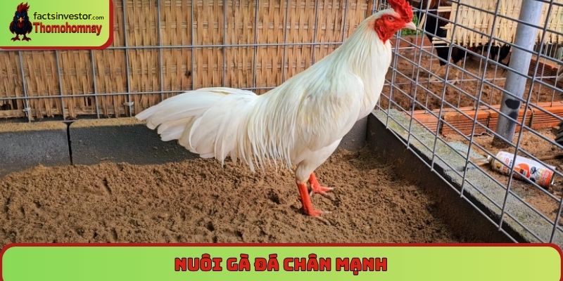 Nuôi gà đá chân mạnh