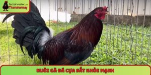 Nuôi gà đá cựa sắt khỏe mạnh