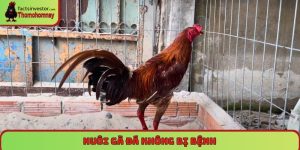 Nuôi gà đá không bị bệnh