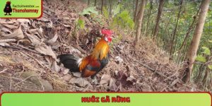 Nuôi gà rừng