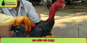 Om bóp gà chọi