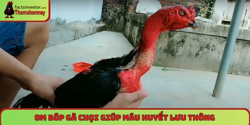 Om bóp gà chọi là gì? Bí quyết chăm sóc gà chiến hiệu quả 5 Om bóp gà chọi giúp máu huyết lưu thông, tăng sức chiến đấu