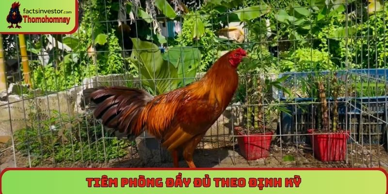 Tiêm phòng đầy đủ theo định kỳ - Cách nuôi gà chọi chiến hay