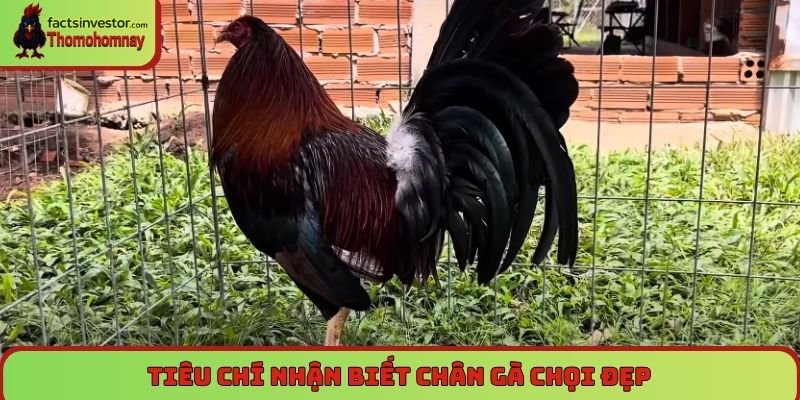 Tiêu chí nhận biết chân gà chọi đẹp