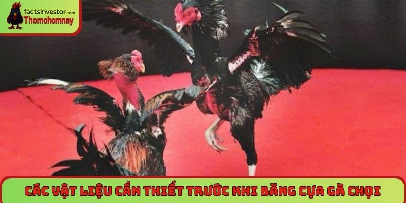 Cách băng cựa gà đá - Chuẩn kỹ thuật, tăng lực sát thương 5 Các vật liệu cần thiết trước khi băng cựa gà chọi