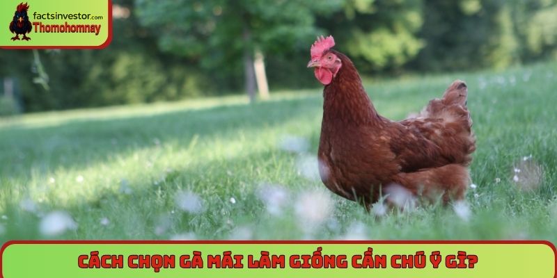 Cách chọn gà mái làm giống cần chú ý gì?