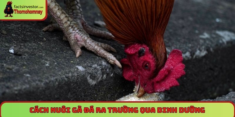Cách nuôi gà đá ra trường qua dinh dưỡng