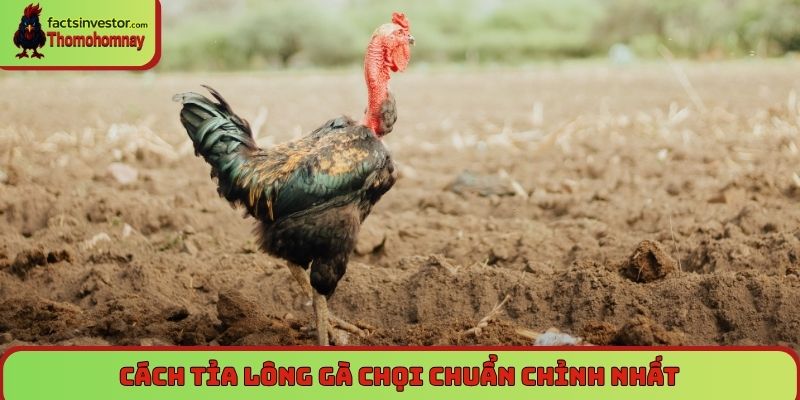 Cách tỉa lông gà chọi chuẩn chỉnh nhất