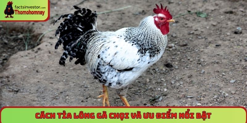 Cách tỉa lông gà chọi và ưu điểm nổi bật