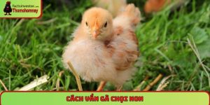 cách vần gà chọi non