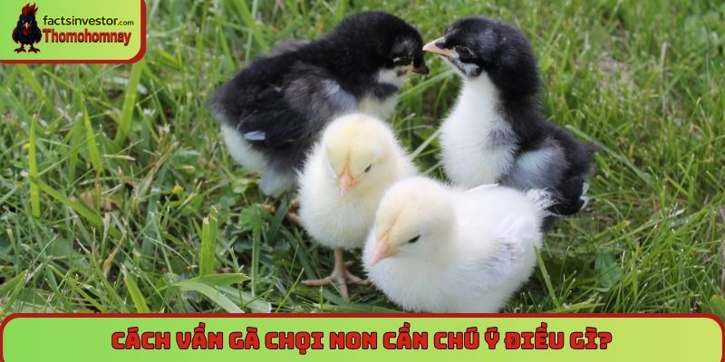 Tuyệt chiêu cách vần gà chọi non thành chiến kê lỳ đòn 7 Cách vần gà chọi non cần chú ý điều gì?