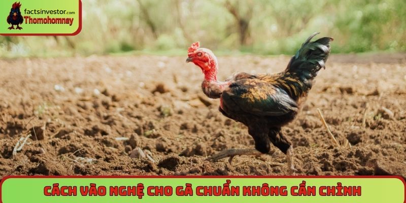 Cách vào nghệ cho gà chuẩn không cần chỉnh