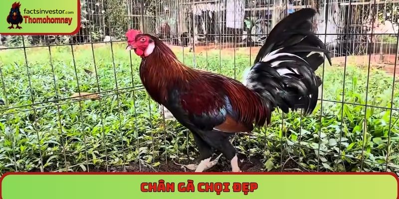 Chân gà chọi đẹp