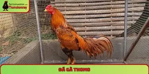 Đá gà Thomo