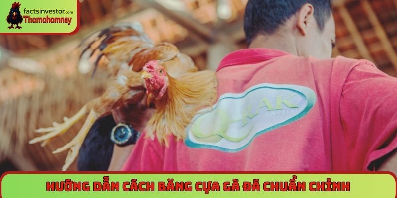Cách băng cựa gà đá - Chuẩn kỹ thuật, tăng lực sát thương 6 Hướng dẫn cách băng cựa gà đá chuẩn chỉnh