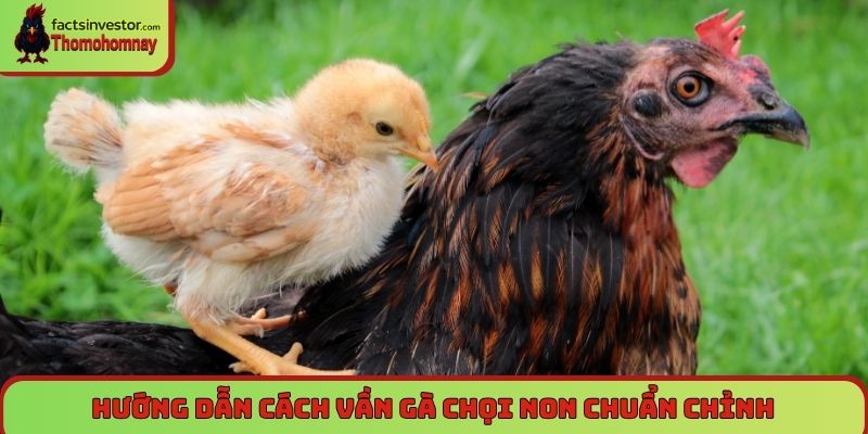 Tuyệt chiêu cách vần gà chọi non thành chiến kê lỳ đòn 6 Hướng dẫn cách vần gà chọi non chuẩn chỉnh