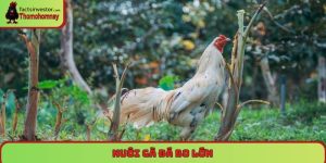 nuôi gà đá bo lớn