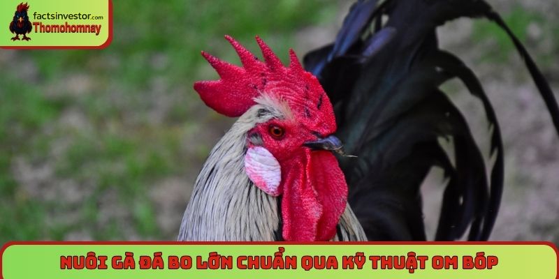 Hướng dẫn cách nuôi gà đá bo lớn đơn giản mà hiệu quả 6 Nuôi gà đá bo lớn chuẩn qua kỹ thuật om bóp