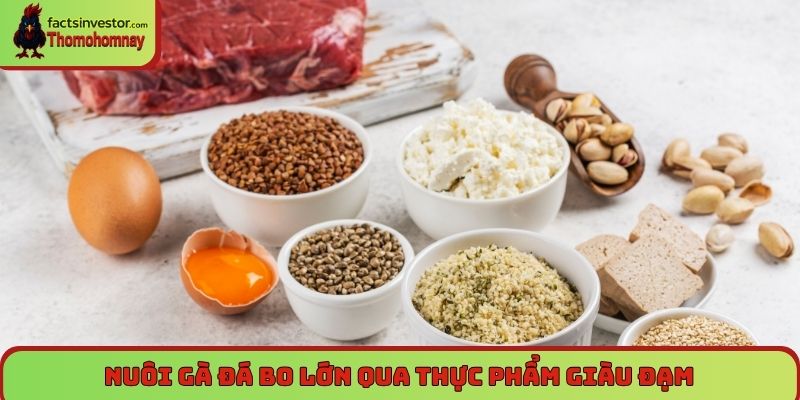 Hướng dẫn cách nuôi gà đá bo lớn đơn giản mà hiệu quả 5 Nuôi gà đá bo lớn qua thực phẩm giàu đạm