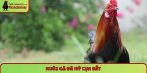 nuôi gà đá Mỹ cựa sắt