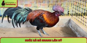 Nuôi gà đá nhanh lên ký