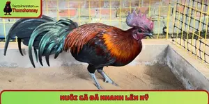 Nuôi gà đá nhanh lên ký