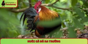 nuôi gà đá ra trường