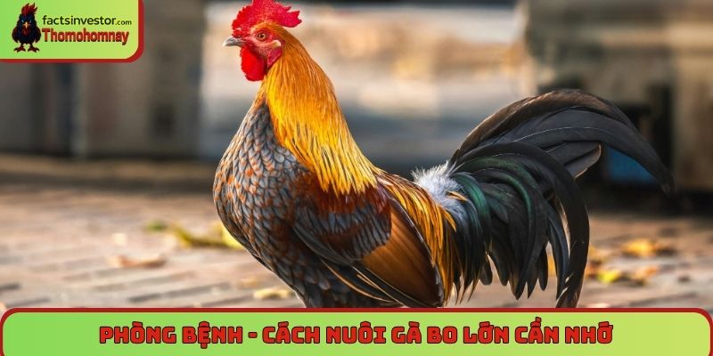 Hướng dẫn cách nuôi gà đá bo lớn đơn giản mà hiệu quả 7 Phòng bệnh - Cách nuôi gà bo lớn cần nhớ
