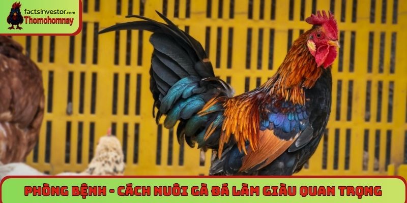 Nuôi gà đá làm giàu - Cơ hội đổi đời cho người đam mê 7 Phòng bệnh - Cách nuôi gà đá làm giàu quan trọng