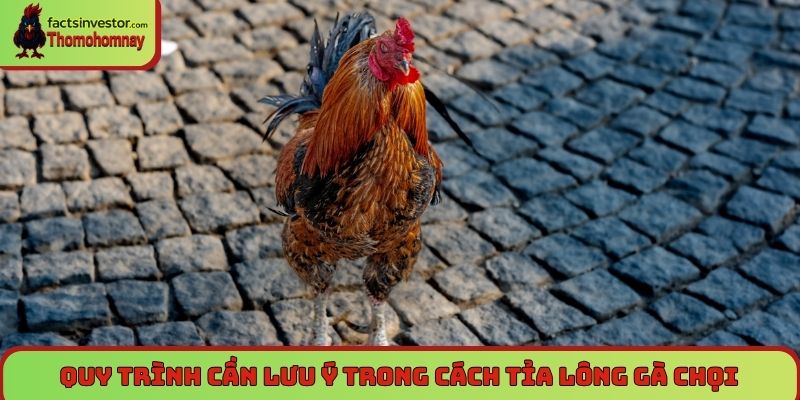 Quy trình cần lưu ý trong cách tỉa lông gà chọi