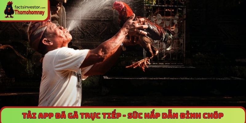 Tải app đá gà trực tiếp - Xem mỗi ngày, cược cực đã 7 Tải app đá gà trực tiếp - Sức hấp dẫn đỉnh chóp