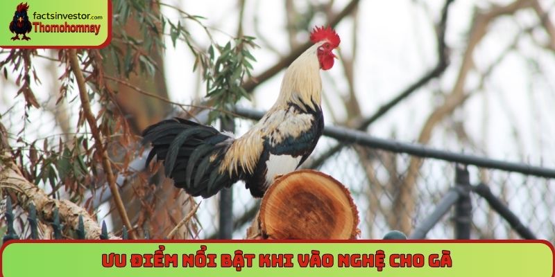Ưu điểm nổi bật khi vào nghệ cho gà